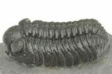 Phacopid (Adrisiops) Trilobite - Jbel Oudriss, Morocco #222402-1